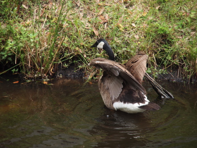 [Back view of a goose standing in the water waving its wings. Wings are partially folded onto its back.]